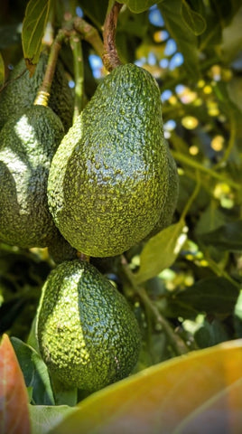 AVOCADO (Large) Each